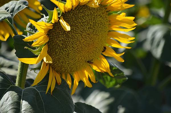 0701Sunflower22.jpg