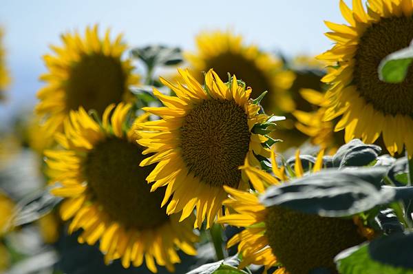 0701Sunflower27.jpg