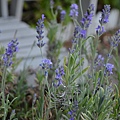 0714Lavender1.jpg