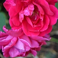 0713Rose1.jpg