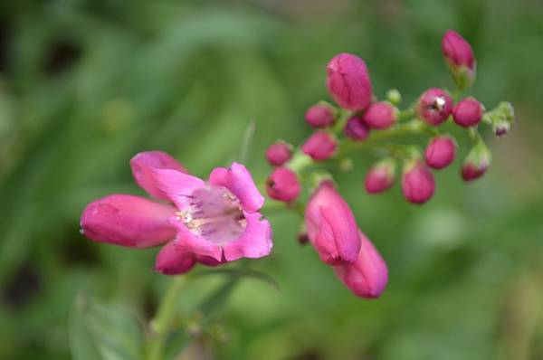 0511Penstemon1.jpg