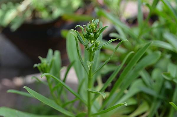 0502Penstemon1.jpg