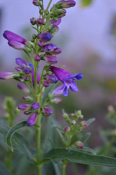 0509Penstemon1.jpg