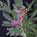 0509Penstemon2.jpg