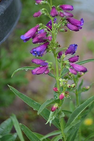 0513Penstemon1.jpg