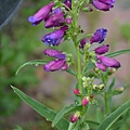 0513Penstemon1.jpg