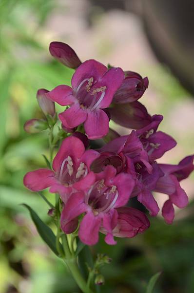 0515Penstemon1.jpg