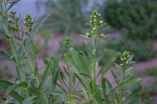 0508Penstemon1.jpg