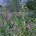 0508Penstemon1.jpg