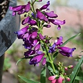 0516Penstemon1.jpg