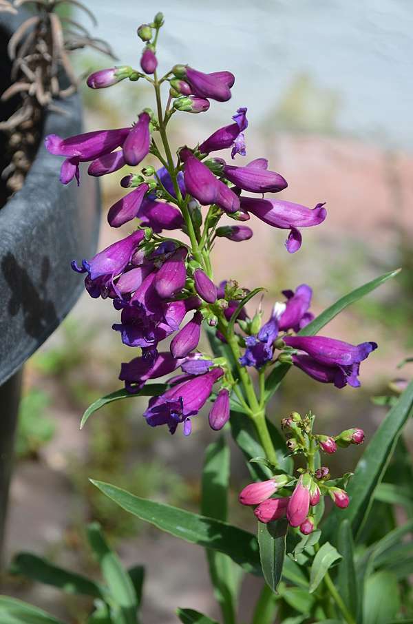 暖系花色有如串串小鈴的吊鐘柳penstemon Myallyalan的部落格 痞客邦