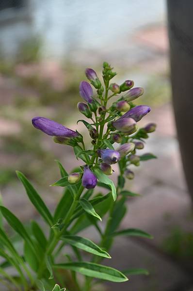 暖系花色有如串串小鈴的吊鐘柳penstemon Myallyalan的部落格 痞客邦