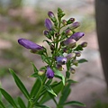 0516Penstemon2.jpg