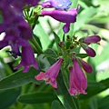 0520Penstemon2.jpg