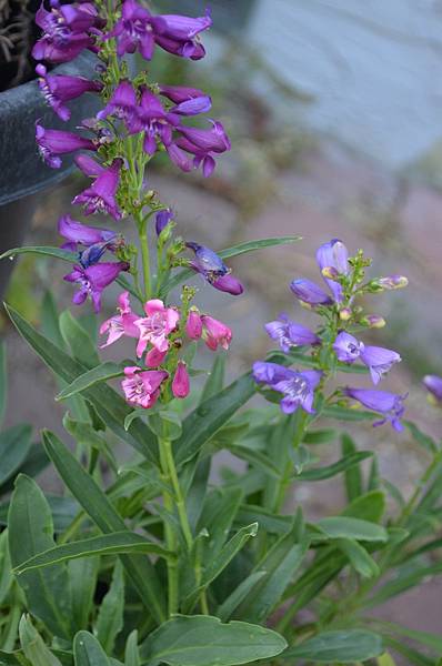 0521Penstemon1.jpg