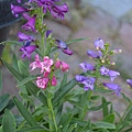 0521Penstemon1.jpg