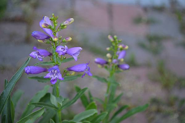 0521Penstemon4.jpg