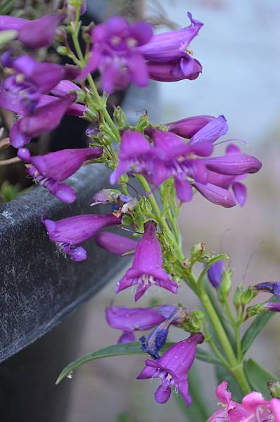 0521Penstemon3.jpg