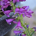 0521Penstemon3.jpg