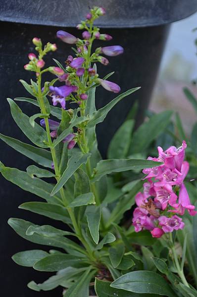 0521Penstemon5.jpg