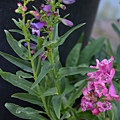 0521Penstemon5.jpg