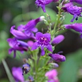 0524Penstemon1.jpg