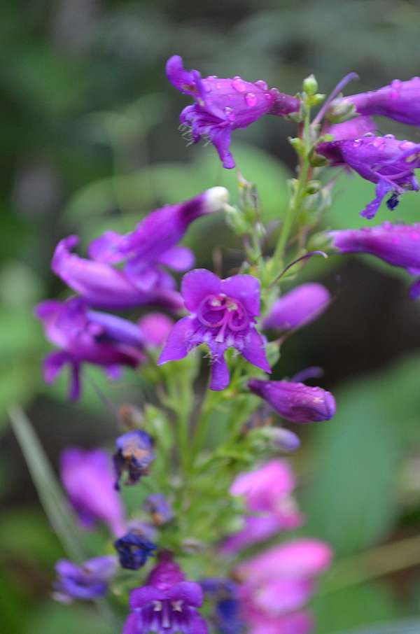 暖系花色有如串串小鈴的吊鐘柳penstemon Myallyalan的部落格 痞客邦