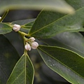 0827Kumquat1.jpg