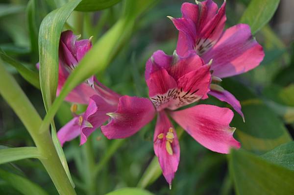 0902PeruvianLily1.jpg