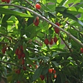 0913Goji1.jpg