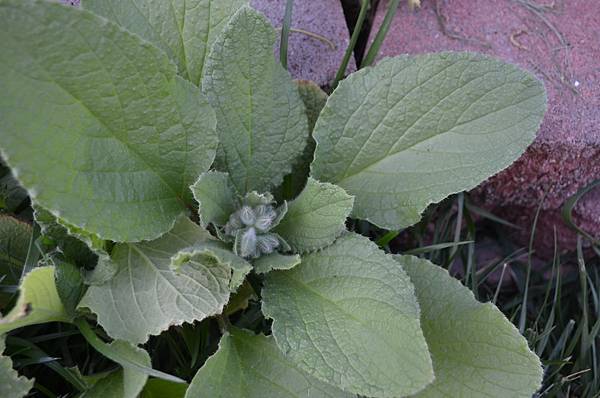 0925Borage1.jpg