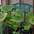 0409Hosta1.jpg