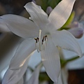 0722Hosta1.jpg