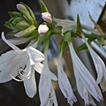 0722Hosta2.jpg