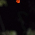 1001BloodMoon1.jpg