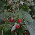 1005Raspberry1.jpg