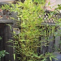 1031Bamboo1.jpg