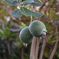 1108PineappleGuava1.jpg