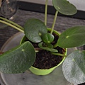 1110MIrrorPlant1.jpg