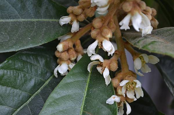 1111Loquat1.jpg