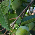 0810Persimmon1.jpg