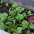 1204Cilantro1.jpg