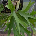 1207StagHorn1.jpg