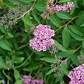 0511Spiraea3.jpg