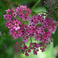 0516Spiraea1.jpg