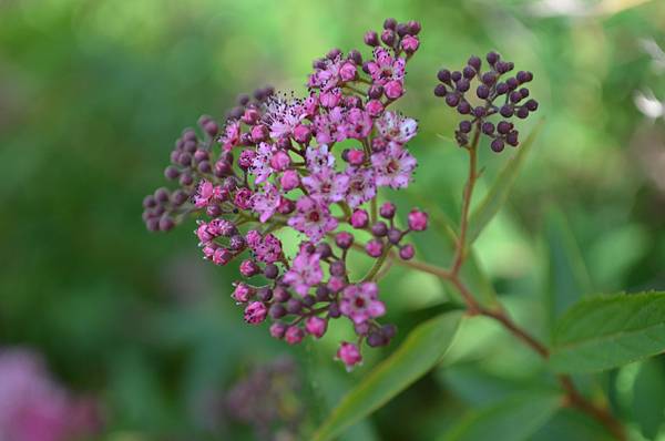 0516Spiraea2.jpg