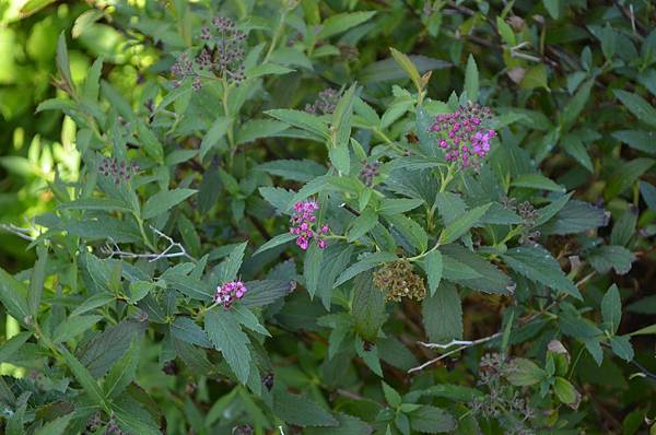 0923Spiraea2.jpg