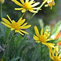 0503Euryops1.jpg