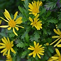 0420Euryops1.jpg