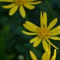 0503Euryops3.jpg